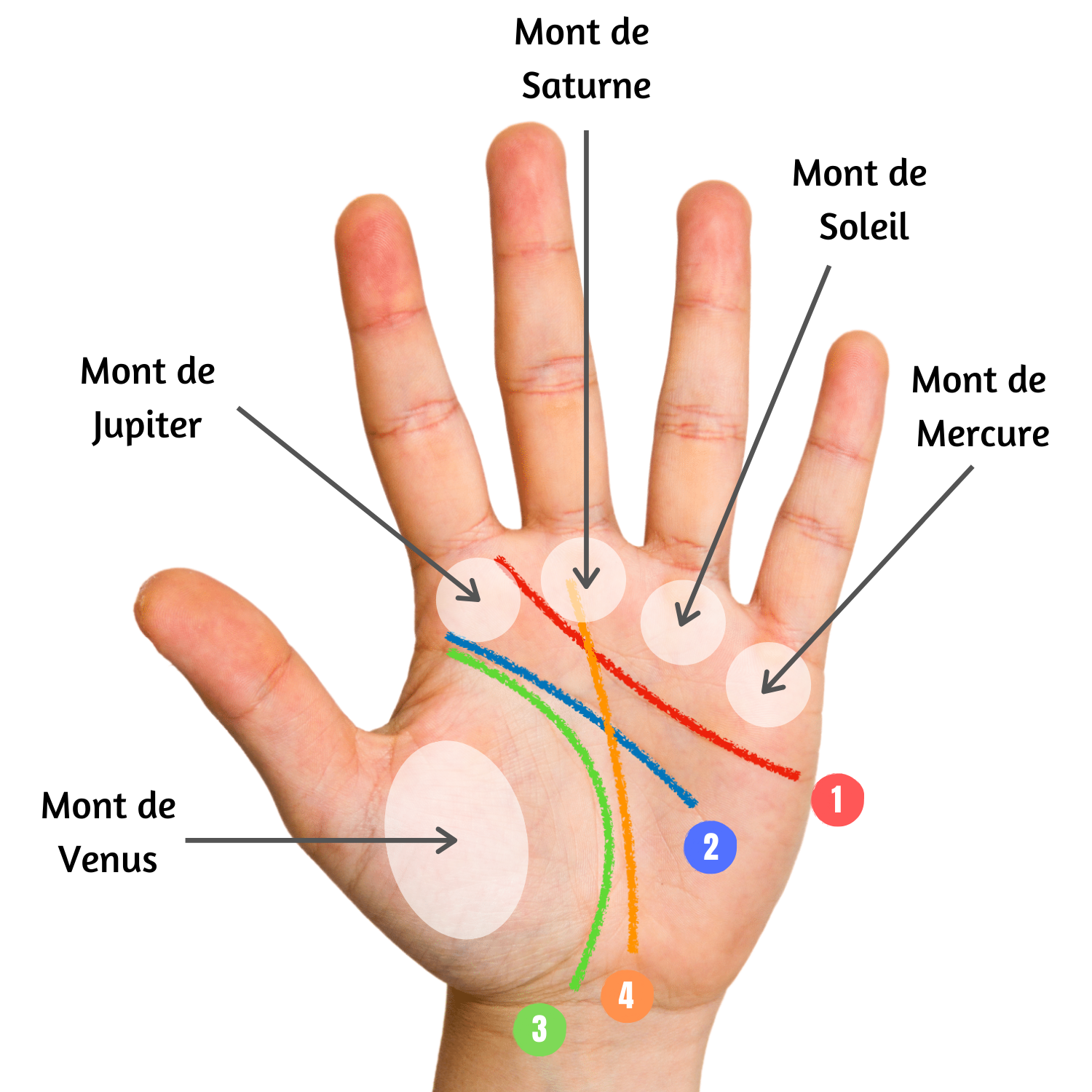 explication des lignes de la main