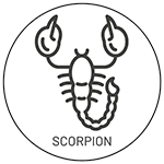 Scorpion