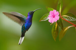 animal totem colibri