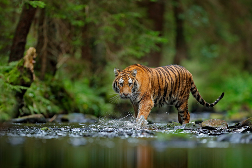 animal totem tigre