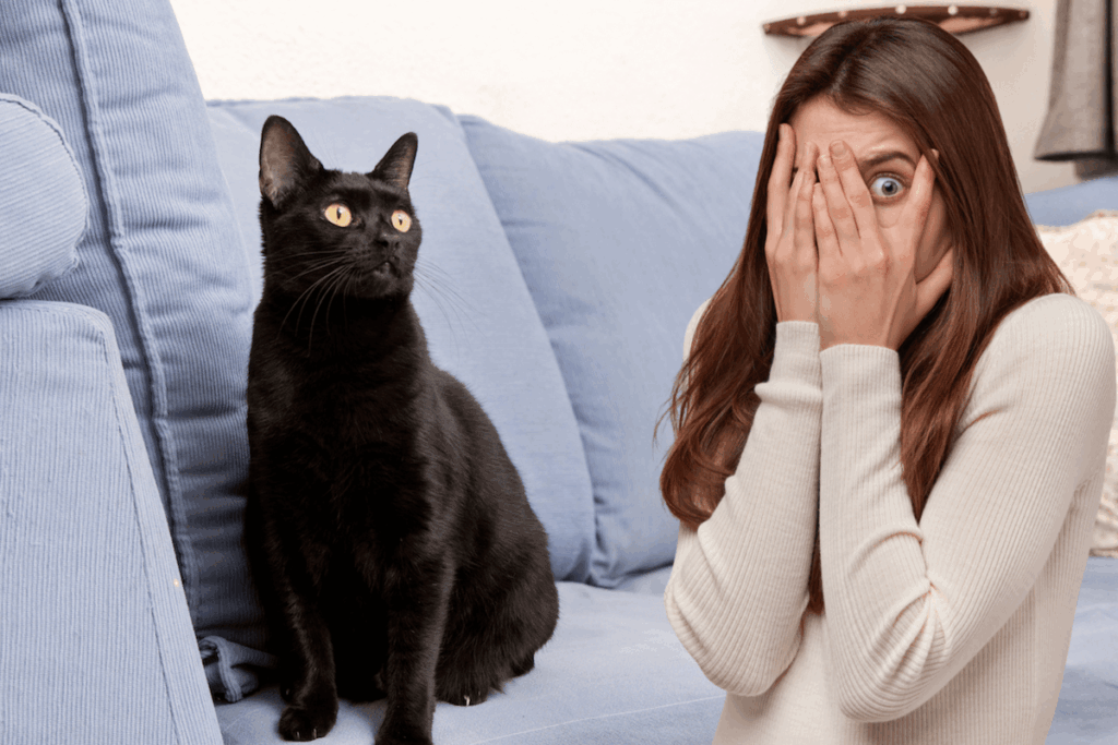 voir un chat noir chez soi