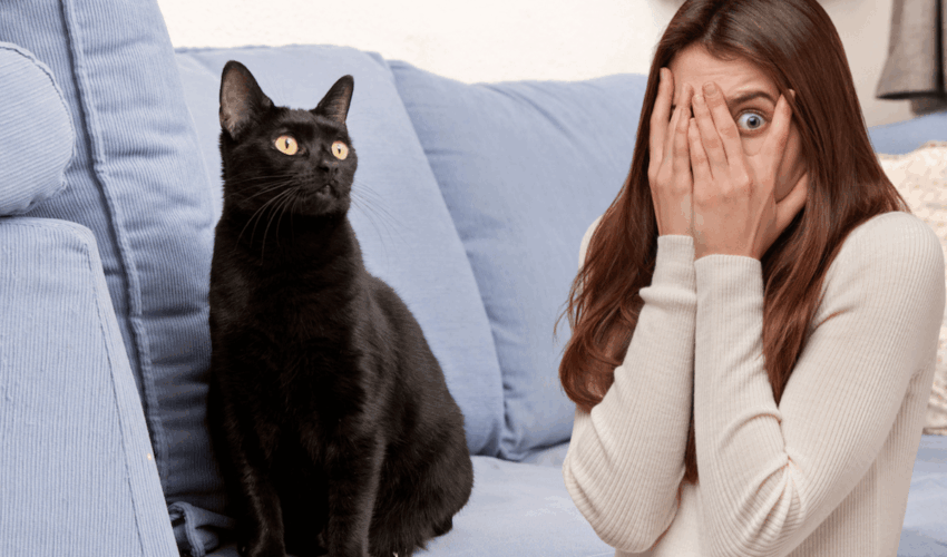 voir un chat noir chez soi