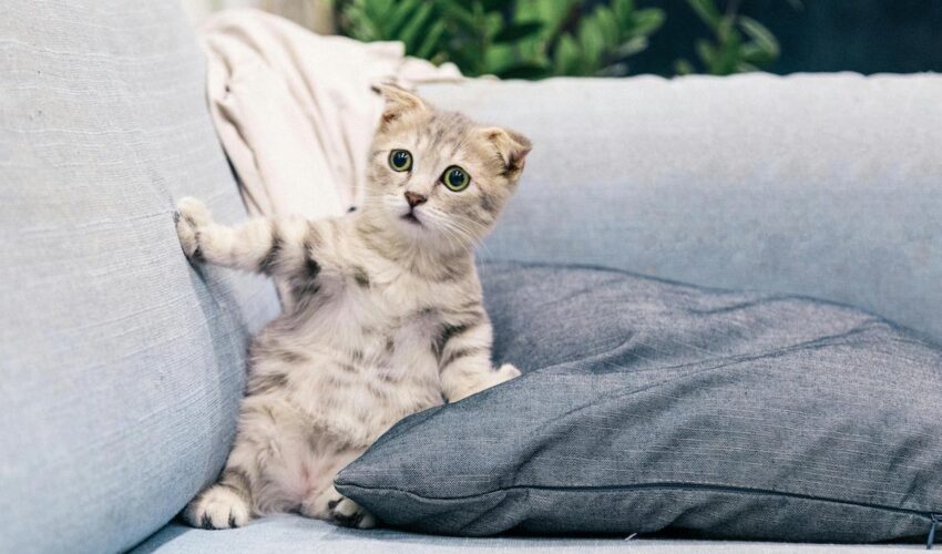 rever de chat