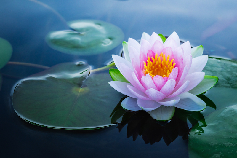 Signification Fleur Lotus